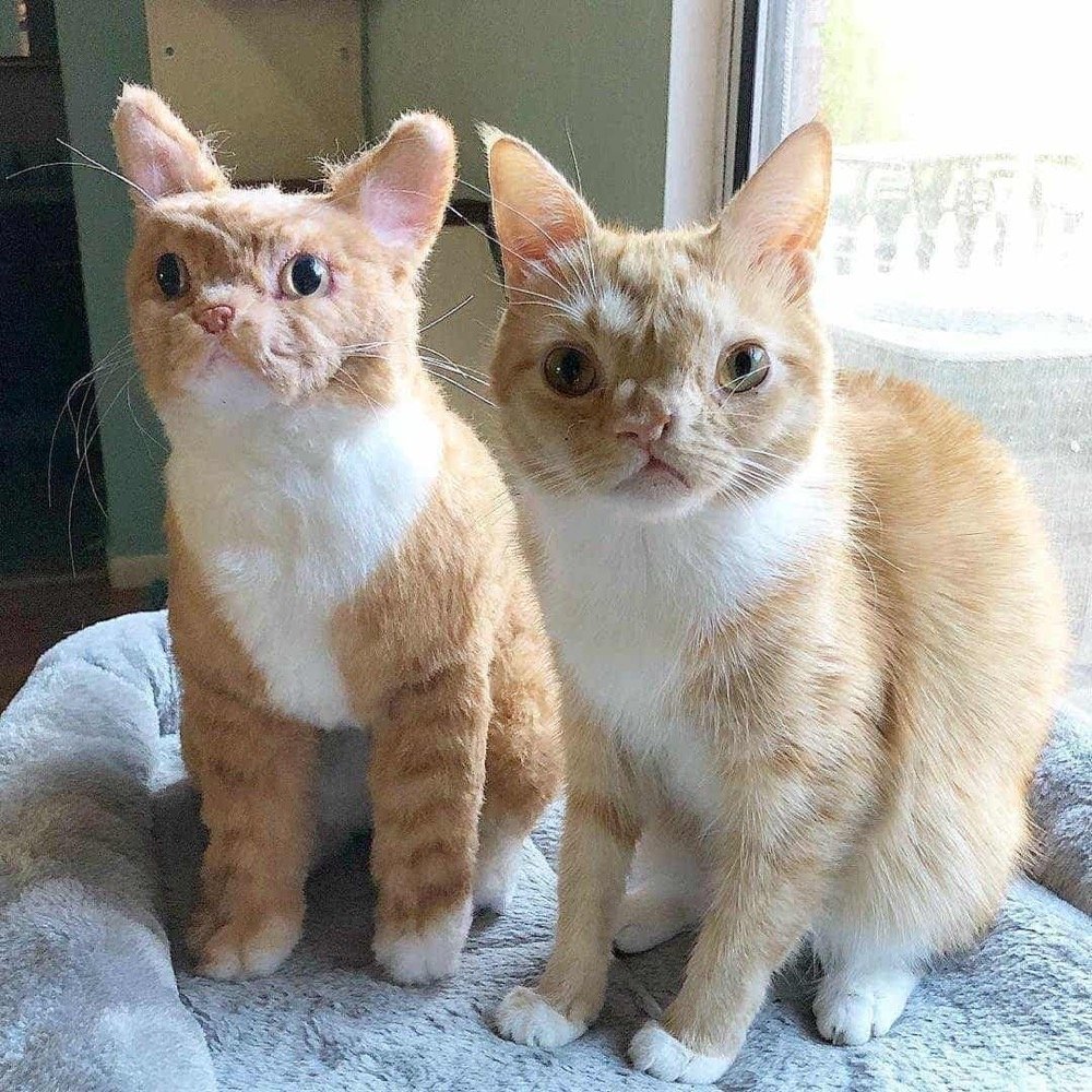 choosing stuffed animal of your pet colors