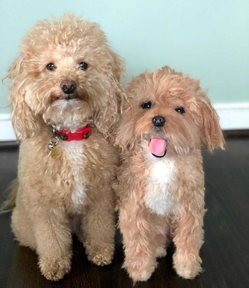 stuffed animal of your pet banner