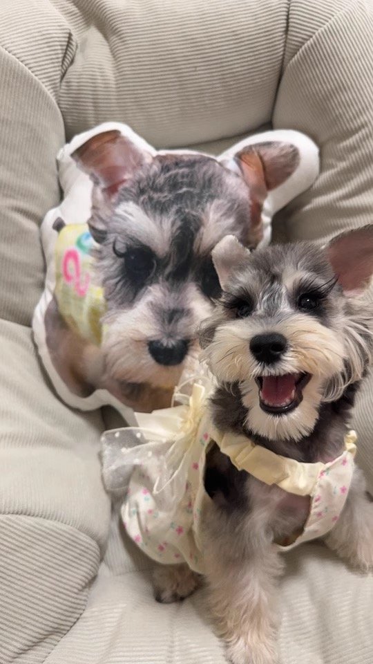 dog pillow custom banner