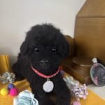 Custom wool pet sculpture