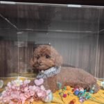 Custom wool pet sculpture