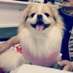 Custom wool pet sculpture