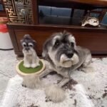 Custom wool pet sculpture