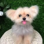 Custom wool pet sculpture