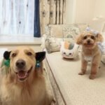 Custom wool pet sculpture