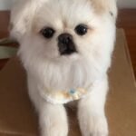 Custom wool pet sculpture