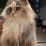 Custom wool pet sculpture