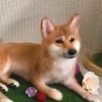 Custom wool pet sculpture