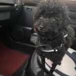 Custom wool pet sculpture