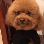 Custom wool pet sculpture