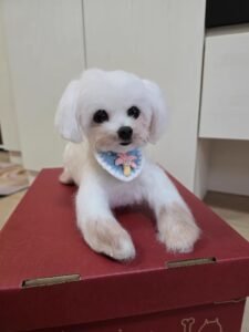 Click to view full screen Custom wool pet sculpture