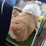 Custom wool pet sculpture