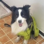 Custom wool pet sculpture