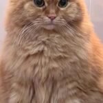 Custom wool pet sculpture