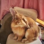 Custom wool pet sculpture