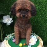 Custom wool pet sculpture