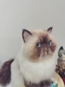 Custom wool pet sculpture