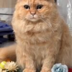 Custom wool pet sculpture