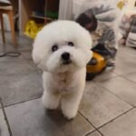 Custom wool pet sculpture