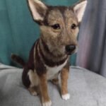 Custom wool pet sculpture