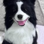 Custom wool pet sculpture