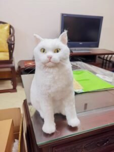 Click to view full screen Custom wool pet sculpture