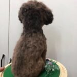 Custom wool pet sculpture