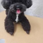 Custom wool pet sculpture