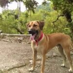 Custom wool pet sculpture