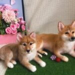 Custom wool pet sculpture