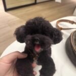 Custom wool pet sculpture