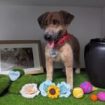 Custom wool pet sculpture