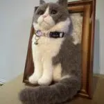 Custom Wool Felt Pet Portrait in Frame