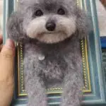Custom Wool Felt Pet Portrait in Frame
