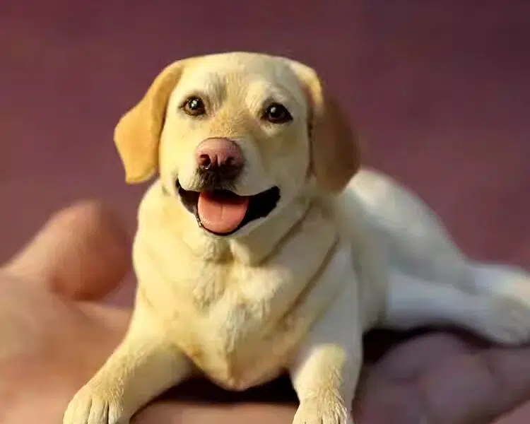 Custom Handmade Polymer Clay Pet Figurine