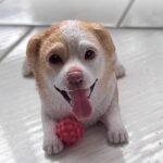 Custom Clay Pet Sculpture | Personalized Dog & Cat Figurine for Memorial or Gift photo review