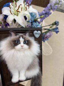 Custom Wool Felt Pet Portrait in Frame