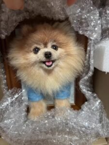 Custom Wool Felt Pet Portrait in Frame