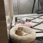 Felted Pet Portrait | Handmade Dog & Cat Memorial Gift photo review