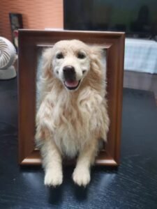 Custom Wool Felt Pet Portrait in Frame