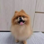 Custom Felted Pet Portrait | Handmade Pet Memorial Gift photo review