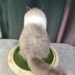 Custom Felted Pet Portrait | Handmade Pet Memorial Gift photo review