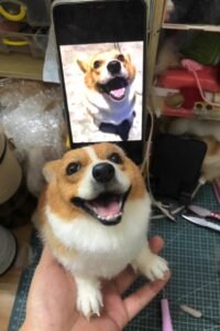 Custom Felted Pet Portrait | Handmade Pet Memorial Gift photo review