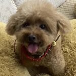 Custom Felted Pet Portrait | Handmade Pet Memorial Gift photo review