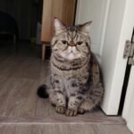 Custom Felted Pet Portrait | Handmade Pet Memorial Gift photo review