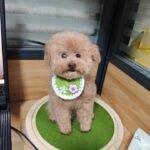 Custom Felted Pet Portrait | Handmade Pet Memorial Gift photo review