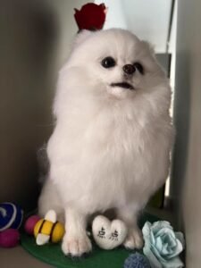 Custom Felted Pet Portrait | Handmade Pet Memorial Gift photo review