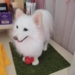 Custom Felted Pet Portrait | Handmade Pet Memorial Gift photo review