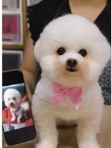 Custom Felted Pet Portrait | Handmade Pet Memorial Gift photo review