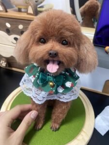 Custom Felted Pet Portrait | Handmade Pet Memorial Gift photo review